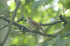 Luscinia megarhynchos
