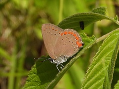 Satyrium titus