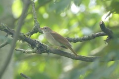 Luscinia megarhynchos