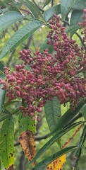 Sambucus racemosa