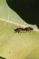 Lygaeus kalmii kalmii