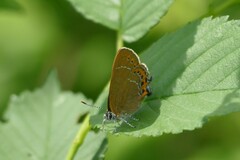 Satyrium pruni