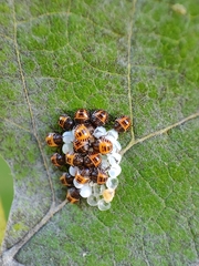 Halyomorpha halys