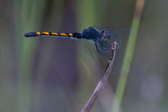 Erythrodiplax berenice