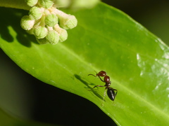 Camponotus lateralis