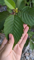 Alnus incana