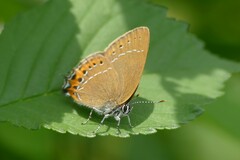 Satyrium pruni
