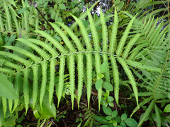 Pelazoneuron kunthii