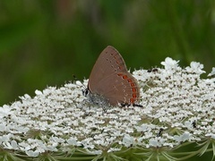 Satyrium titus