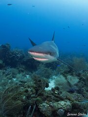 Carcharhinus perezii