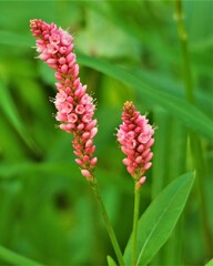 Persicaria amphibia