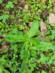 Gamochaeta americana