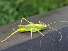 Meconema thalassinum