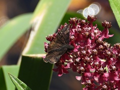 Erynnis lucilius