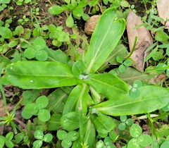 Gamochaeta americana