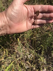 Juncus greenei