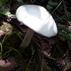 Amanita elliptosperma