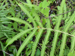 Pelazoneuron kunthii