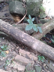 Plantae