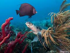 Eretmochelys imbricata