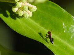Camponotus lateralis