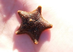 Asterina gibbosa