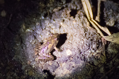 Microhyla mukhlesuri