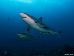 Carcharhinus perezii