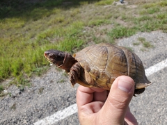 Terrapene carolina triunguis