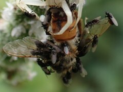 Milichiidae