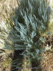 Artemisia filifolia