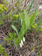 Polygonatum