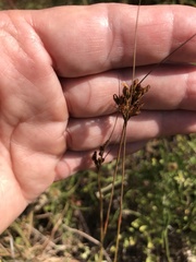 Juncus greenei