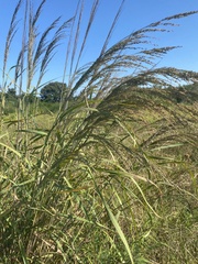 Panicum