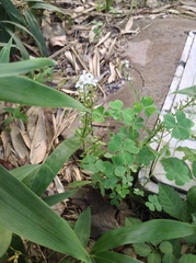 Lysimachia candida