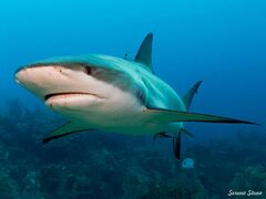 Carcharhinus perezii