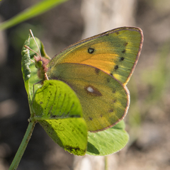 Colias lesbia