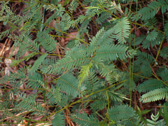 Chamaecrista fasciculata