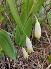 Polygonatum