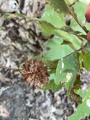 Callirhytis seminator