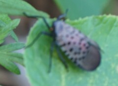 Lycorma delicatula