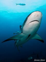 Carcharhinus perezii