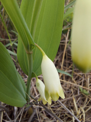 Polygonatum