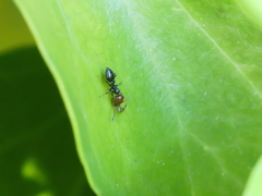 Crematogaster scutellaris