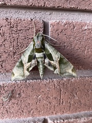 Eumorpha pandorus