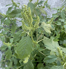 Amaranthus hybridus