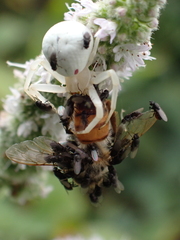 Milichiidae