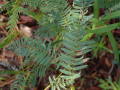 Chamaecrista fasciculata