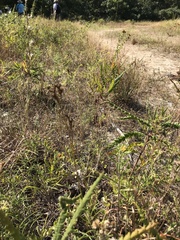 Juncus greenei