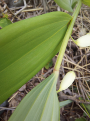 Polygonatum